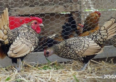 Hervé Husson nous raconte la vraie nature de la poule, ses origines et l’histoire de son élevage à travers les âges.