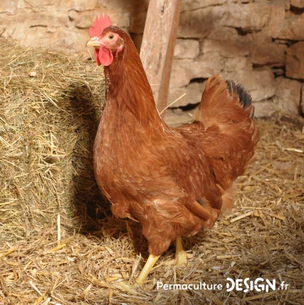 Hervé Husson nous raconte la vraie nature de la poule, ses origines et l’histoire de son élevage à travers les âges.