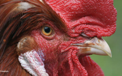 La vraie nature de la poule, origines et histoire de son élevage.