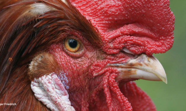 La vraie nature de la poule, origines et histoire de son élevage.