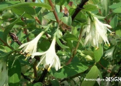 Le chèvrefeuille comestible ou Lonicera Kamtschatica est une plante rustique très permaculture produisant des petites baies délicieuses riches en vitamines B et C.