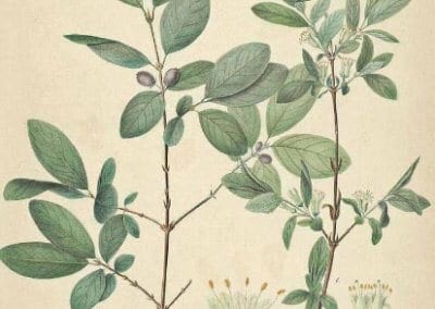 Le chèvrefeuille comestible ou Lonicera Kamtschatica est une plante rustique très permaculture produisant des petites baies délicieuses riches en vitamines B et C.