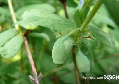 Le chèvrefeuille comestible ou Lonicera Kamtschatica est une plante rustique très permaculture produisant des petites baies délicieuses riches en vitamines B et C.