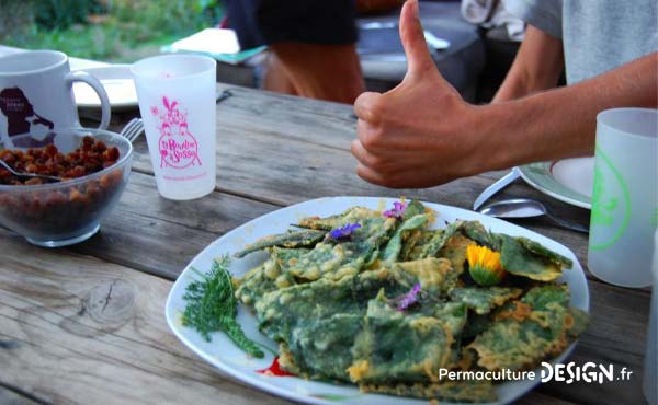 En permaculture, on recommande la cueillette de plantes sauvages comestibles pour une alimentation saine et nutritive offerte par la nature !