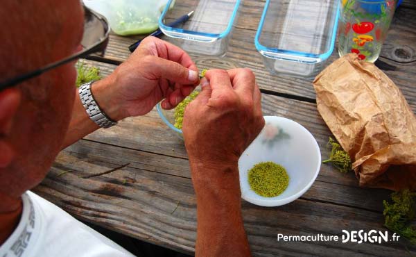 En permaculture, on recommande la cueillette de plantes sauvages comestibles pour une alimentation saine et nutritive offerte par la nature !