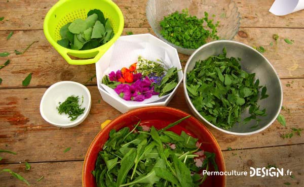 En permaculture, on recommande la cueillette de plantes sauvages comestibles pour une alimentation saine et nutritive offerte par la nature !