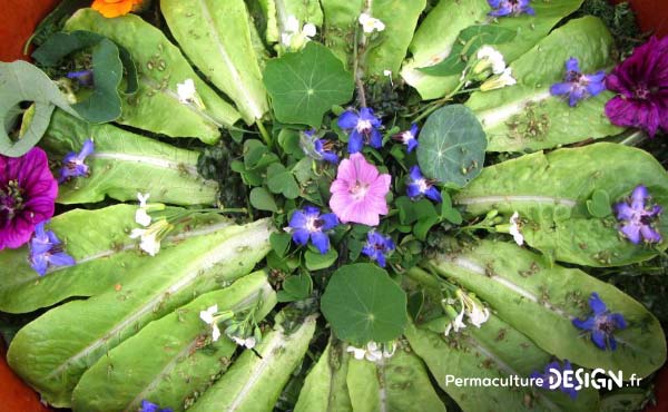 En permaculture, on recommande la cueillette de plantes sauvages comestibles pour une alimentation saine et nutritive offerte par la nature !