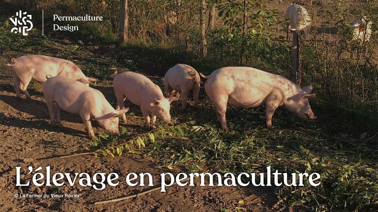 L’élevage en permaculture sur une microferme agroécologique
