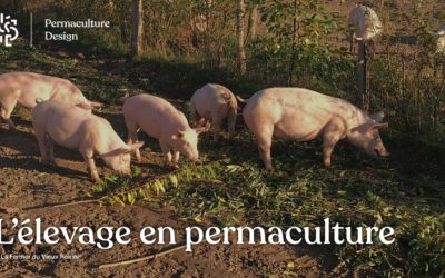 L’élevage en permaculture sur une microferme agroécologique