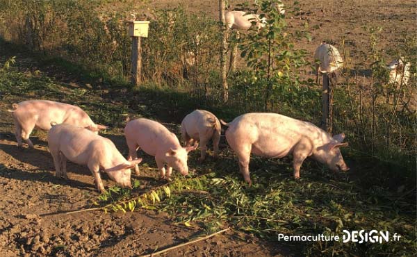 Conseils avisés d’agriculteurs paysans sur l’élevage d’animaux en permaculture dans une microferme agroécologique.