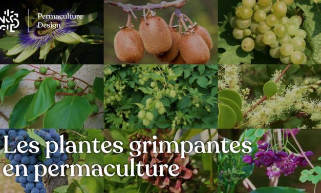 Les plantes grimpantes en permaculture : le guide complet