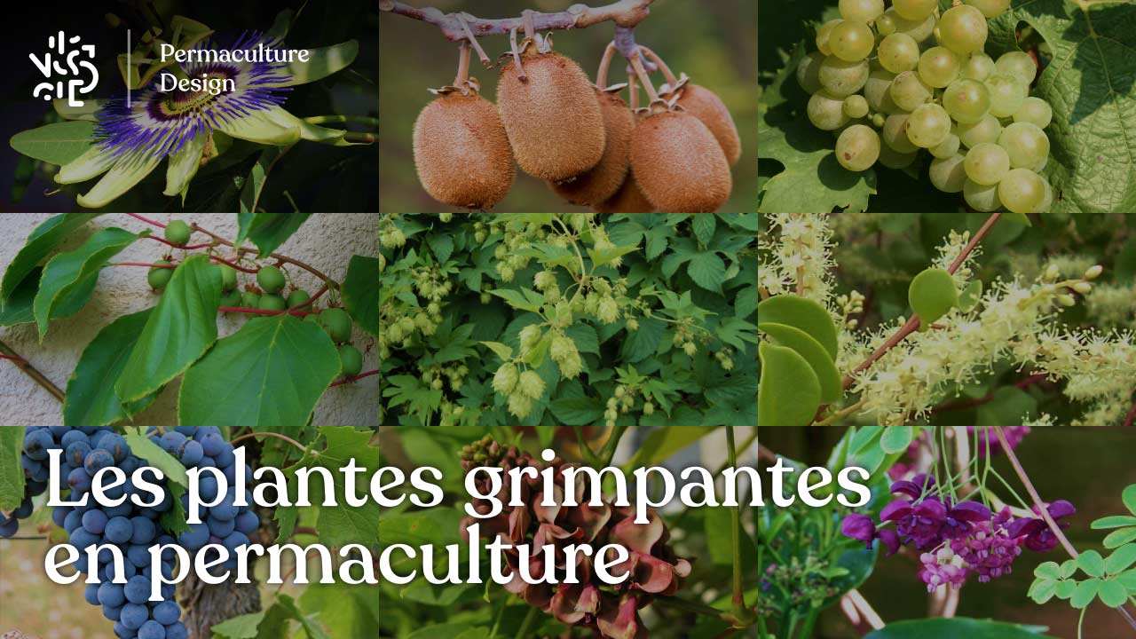 Les plantes grimpantes sont très intéressantes dans un jardin en permaculture.
