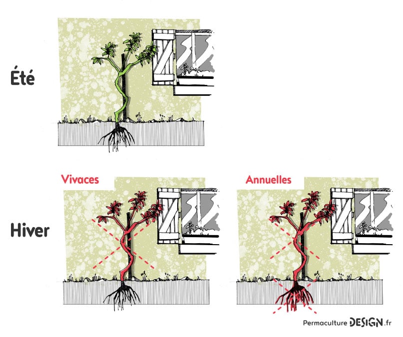 Les plantes grimpantes sont très intéressantes dans un jardin en permaculture.