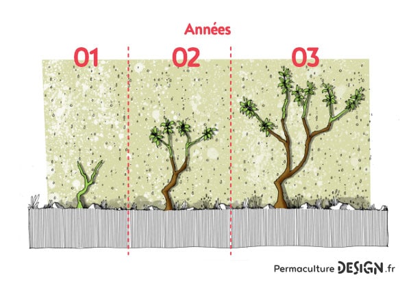 Les plantes grimpantes sont très intéressantes dans un jardin en permaculture.