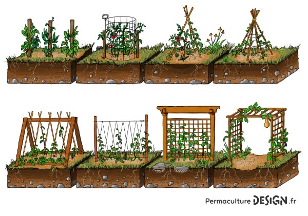 Les plantes grimpantes sont très intéressantes dans un jardin en permaculture.