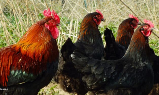 Comment bien choisir vos poules pour votre élevage ?