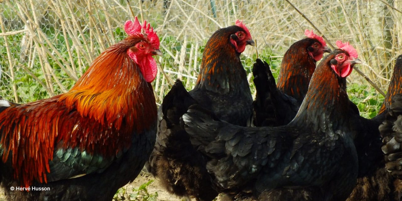 Quelles différences entre une poule et un poulet ?