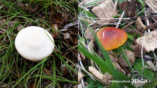 Point sur la troisième année d’évolution du jardin-forêt comestible en permaculture créé dans le cadre du projet collectif TERA.