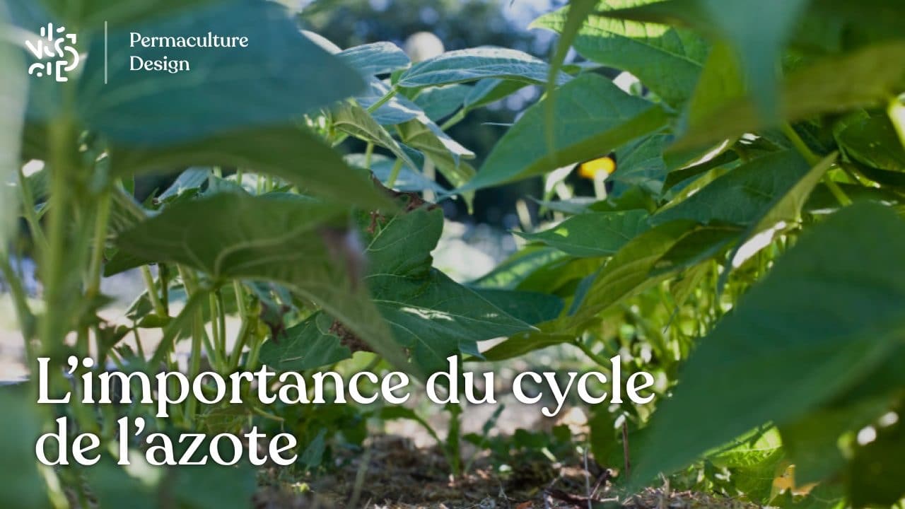L’importance du cycle de l’azote en permaculture