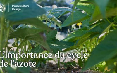 L’importance du cycle de l’azote en permaculture