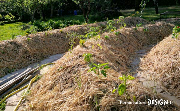 Butte, permaculture, des mots bien souvent associés, mais finalement qu’est-ce qu’une butte de culture ?