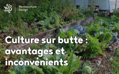 Culture sur butte : avantages et inconvénients
