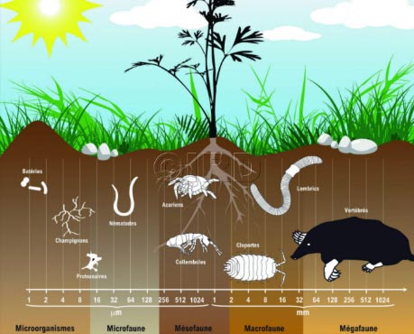 La culture sur butte est une technique de Permaculture avec des avantages et des inconvénients.