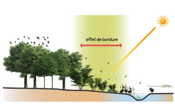 La culture sur butte est une technique de Permaculture avec des avantages et des inconvénients.