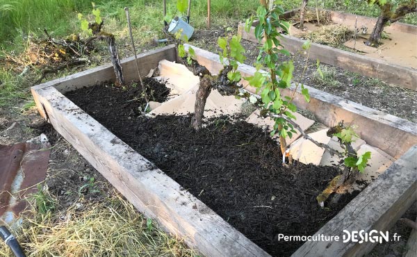 La culture en lasagne est une technique de Permaculture visant à créer des buttes de culture temporaires très fertiles. Un jardin en lasagne ou potager en lasagne se réalise rapidement et facilement si on a les matières organiques à disposition.