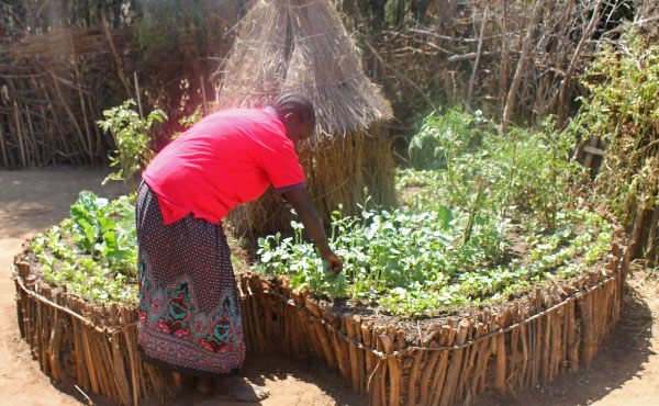 Inspiré de la permaculture, le keyhole garden ou jardin en trou de serrure est un support de cultures astucieux à la portée de tous !