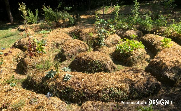 Un jardin mandala en permaculture requiert un agencement spécifique avec des buttes et divers supports de cultures pour créer un espace beau, harmonieux et inspirant riche en biodiversité.