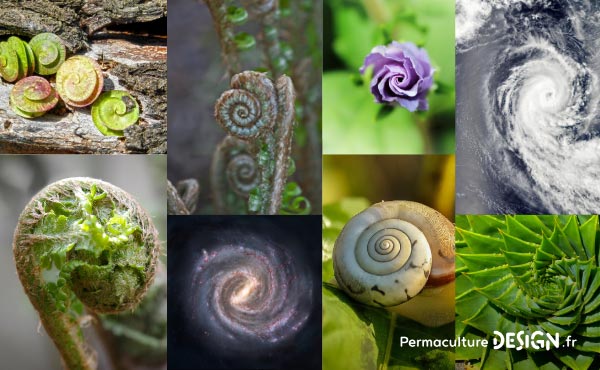 La spirale aromatique en permaculture est un genre de butte s’inspirant d’un modèle naturel très efficace pour créer, sur un espace restreint, plusieurs microclimats différents permettant l’installation de plantes aromatiques et médicinales très variées.