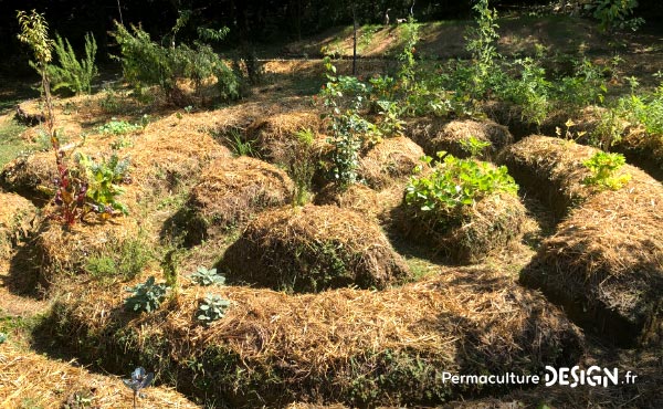 Récapitulatif des différents types de buttes de permaculture : hugelkultur, keyhole, spirale aromatique, butte autofertile, culture en lasagne, butte façon Philip Forrer…un guide complet pour faciliter votre choix !