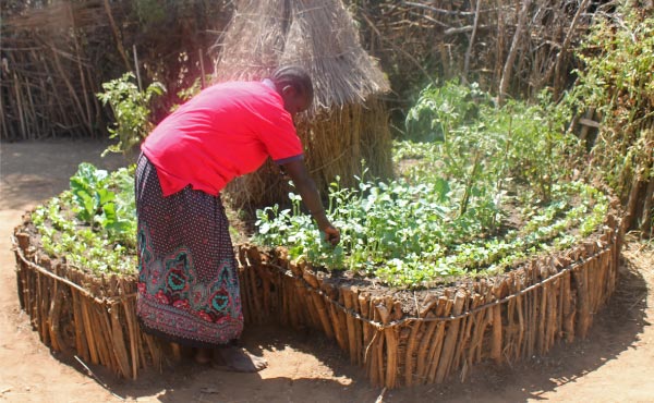 Récapitulatif des différents types de buttes de permaculture : hugelkultur, keyhole, spirale aromatique, butte autofertile, culture en lasagne, butte façon Philip Forrer…un guide complet pour faciliter votre choix !