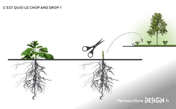 Tout savoir sur le compost et les techniques de compostage existantes pour fabriquer soi-même son compost maison pour le jardin potager, d’ornement ou ses bacs de cultures et jardinières sur le balcon !