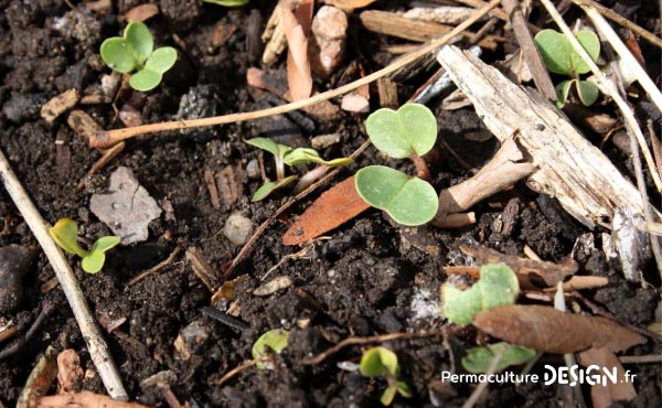 Tout savoir sur le compost et les techniques de compostage existantes pour fabriquer soi-même son compost maison pour le jardin potager, d’ornement ou ses bacs de cultures et jardinières sur le balcon !