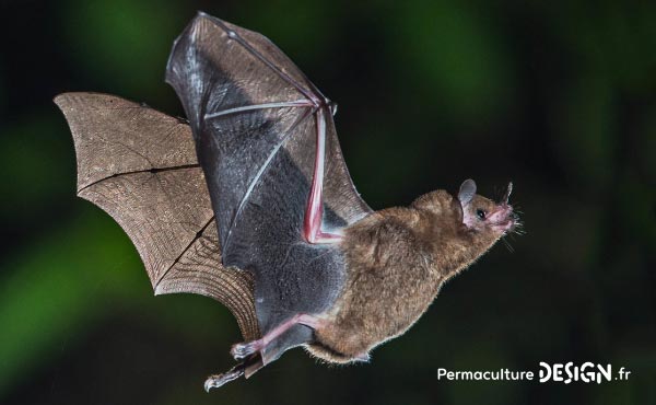 Tout sur la chauve-souris : caractéristiques, alimentation