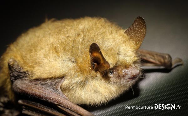 La chauve-souris est une véritable alliée dans un jardin en permaculture. De la pipistrelle à la noctule, découvrez les particularités, habitudes de vie, nourriture, reproduction de ces chiroptères protégés en France depuis 1976…