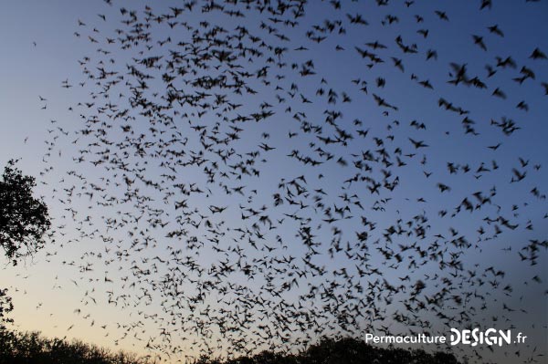 La chauve-souris est une véritable alliée dans un jardin en permaculture. De la pipistrelle à la noctule, découvrez les particularités, habitudes de vie, nourriture, reproduction de ces chiroptères protégés en France depuis 1976…