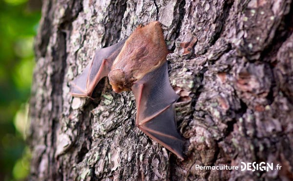 La chauve-souris est une véritable alliée dans un jardin en permaculture. De la pipistrelle à la noctule, découvrez les particularités, habitudes de vie, nourriture, reproduction de ces chiroptères protégés en France depuis 1976…