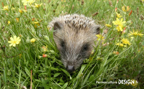 Le hérisson, petit mammifère exceptionnel, est un formidable auxiliaire au jardin en permaculture !