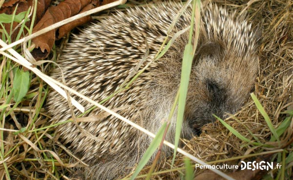 Le hérisson, petit mammifère exceptionnel, est un formidable auxiliaire au jardin en permaculture !