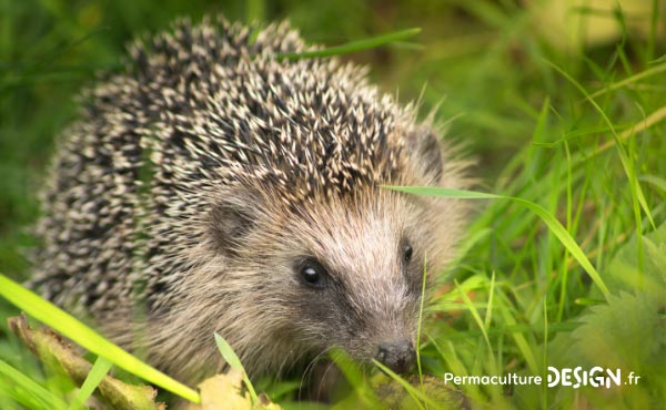 Le hérisson, petit mammifère exceptionnel, est un formidable auxiliaire au jardin en permaculture !