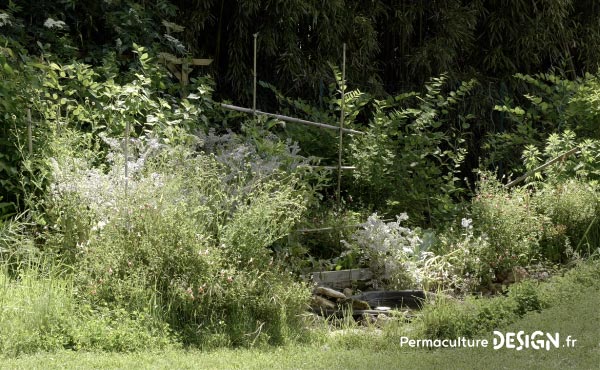 Vidéo sur la transformation du jardin de Marie en jardin d’Eden en permaculture où elle vit aujourd’hui en harmonie avec la nature et sa biodiversité.