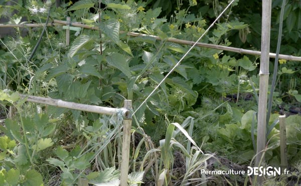 Vidéo sur la transformation du jardin de Marie en jardin d’Eden en permaculture où elle vit aujourd’hui en harmonie avec la nature et sa biodiversité.