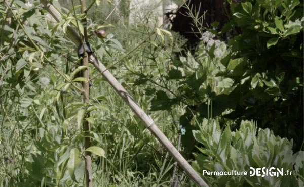 Vidéo sur la transformation du jardin de Marie en jardin d’Eden en permaculture où elle vit aujourd’hui en harmonie avec la nature et sa biodiversité.