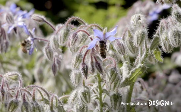 Vidéo sur la transformation du jardin de Marie en jardin d’Eden en permaculture où elle vit aujourd’hui en harmonie avec la nature et sa biodiversité.