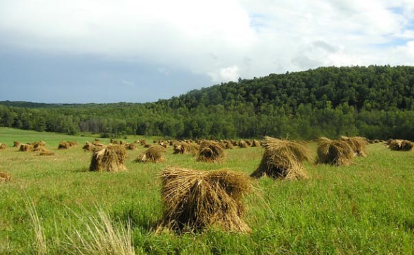 Le foin est un très bon paillage pour un jardin en permaculture et les ballots et autres bottes de foin à vendre sont faciles à trouver à prix raisonnable.