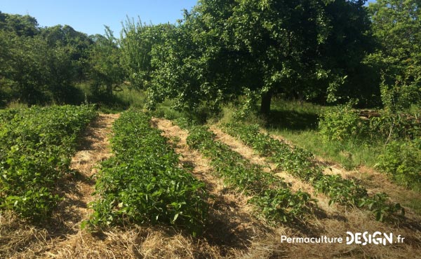 Le foin est un très bon paillage pour un jardin en permaculture et les ballots et autres bottes de foin à vendre sont faciles à trouver à prix raisonnable.