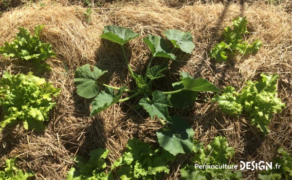 Le foin est un très bon paillage pour un jardin en permaculture et les ballots et autres bottes de foin à vendre sont faciles à trouver à prix raisonnable.